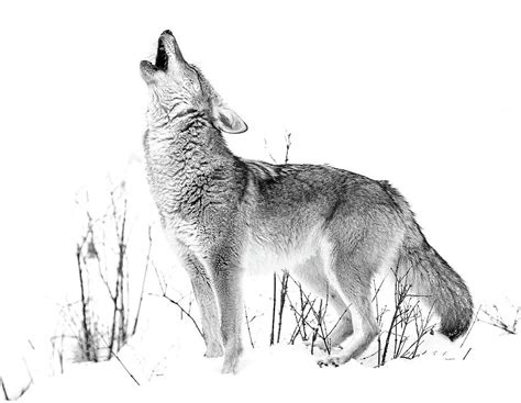 Howling Coyote Black And White Photograph by Athena Mckinzie - Pixels