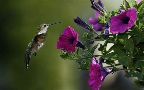 Free Hummingbird Wallpapers - Wallpaper Cave