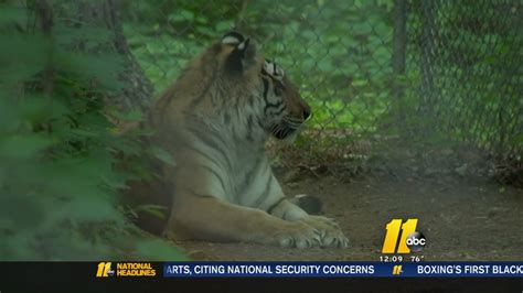 Ohio resident travels to NC every month to volunteer at Carolina Tiger Rescue - ABC11 Raleigh-Durham