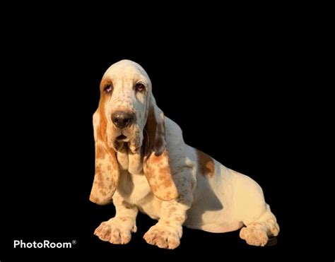 Lowdown Love Basset Hounds – NC Basset Hound Breeder