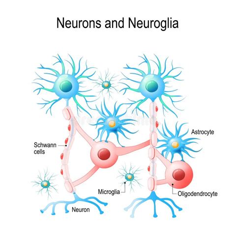 Tipos de neuroglia ilustración del vector. Ilustración de nervioso - 102430985