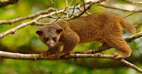 Kinkajou - A-Z Animals