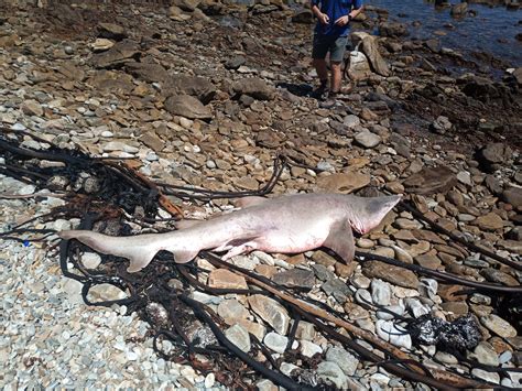 Ragged-tooth shark stranding and necropsy | Dyer Island Conservation Trust