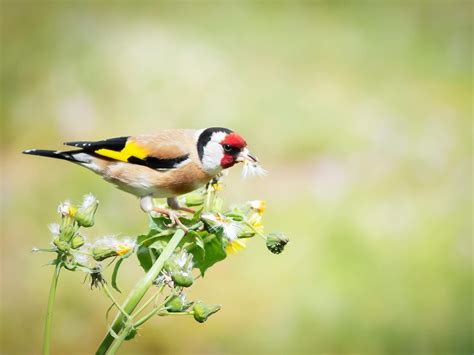 Do Goldfinches Migrate? (European Goldfinches) | Birdfact