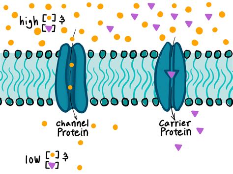 2 Examples Of Facilitated Diffusion