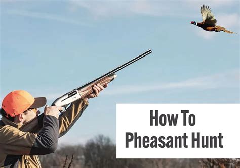 How to Pheasant Hunt: A Comprehensive Guide to a Thrilling Upland Adventure - The Shooting Gears