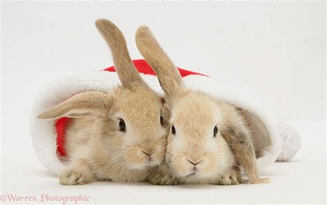 🔥 [45+] Christmas Bunny Wallpapers | WallpaperSafari