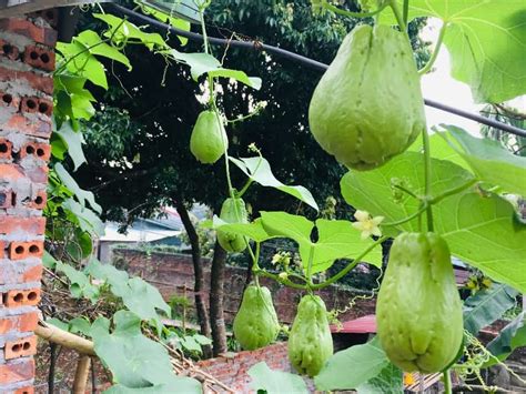 chayote plants