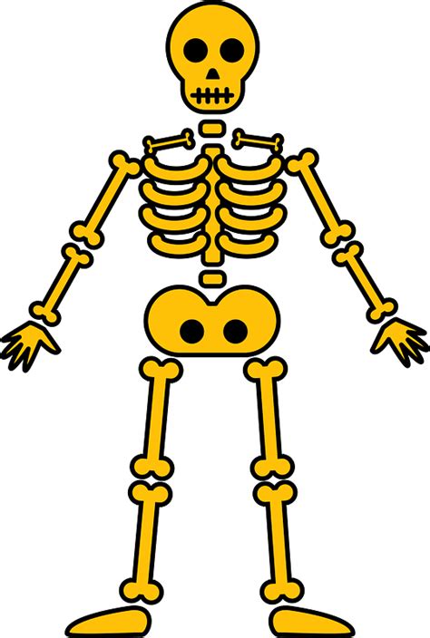 Skeleton clipart. Free download transparent .PNG | Creazilla