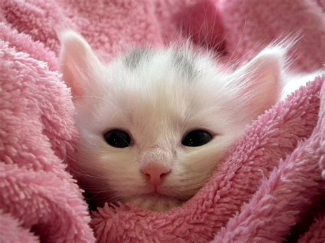 Kitten Cat Fluffy - Free photo on Pixabay - Pixabay