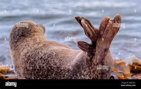 Flippers of a common seal (harbour seal Stock Photo - Alamy