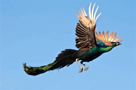 Can Peacocks Fly? How Far And How High? (Explained!) - Bird Avid