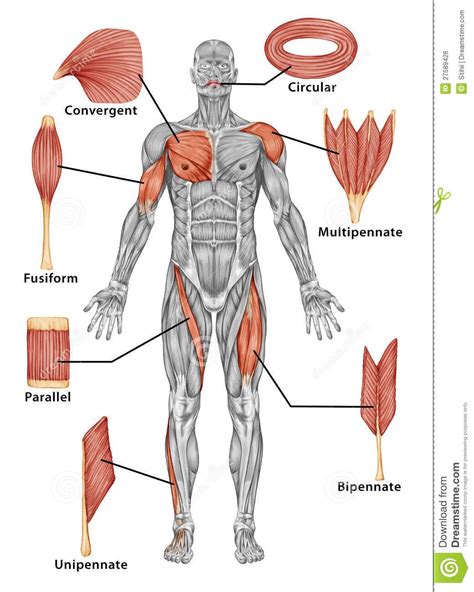 Clasificación de los músculos esqueléticos | Human muscle anatomy, Body anatomy, Muscular system ...