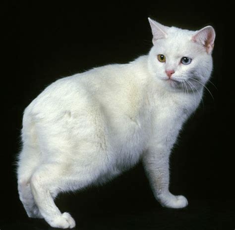 Manx Cat: Personality, Appearance, History, Care and Health Issues