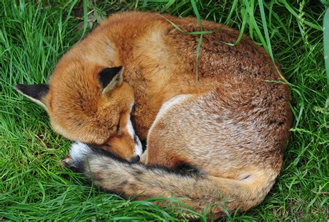 Sleeping red fox | Shh! Don't make a sound; I'm just going t… | Flickr