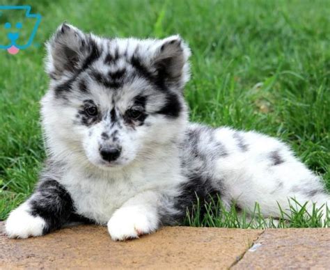 Pomsky Puppies For Sale | Puppy Adoption | Keystone Puppies