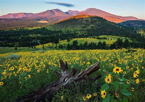 5 Reasons You Must See Coconino National Forest | Coconino national ...