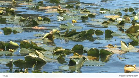 Floating Aquatic Plants Along The Lake Stock video footage | 744939