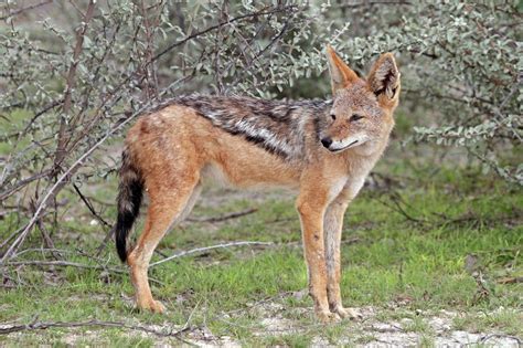 Are jackals dangerous? Jackal facts, habitat & species