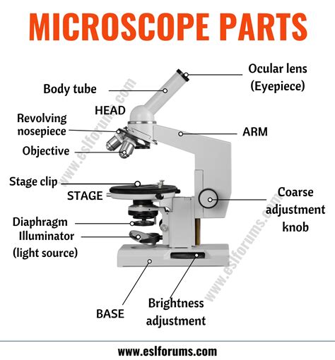 Parts of a Microscope: Useful List of Microscope Parts with ESL Picture ...