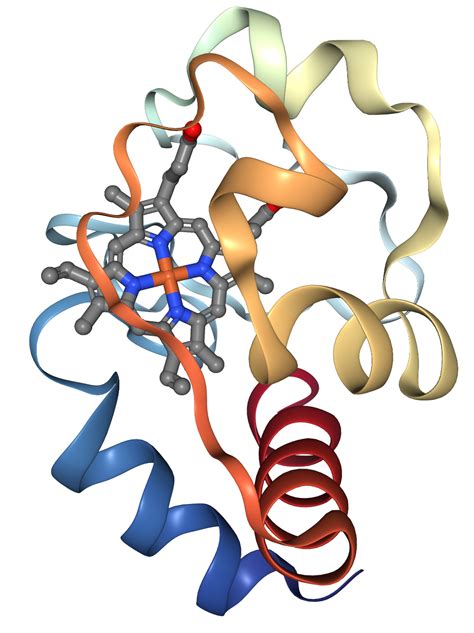 Cytochrome c Protein Overview | Sino Biological