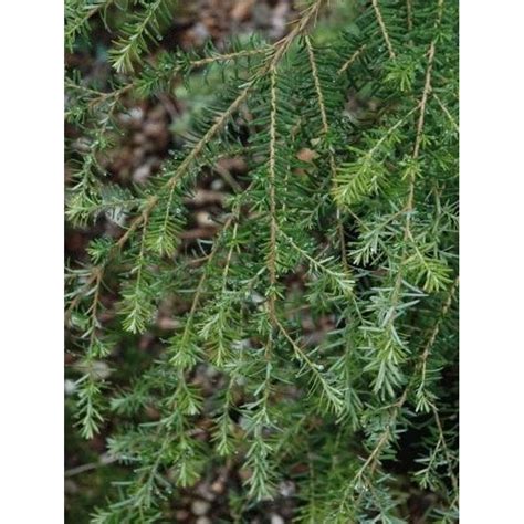 Tsuga heterophylla (Western Hemlock)