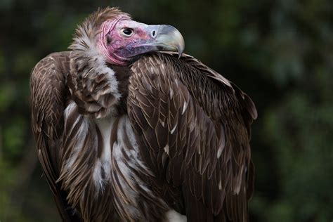 Lappet-faced Vulture - Zoo Atlanta