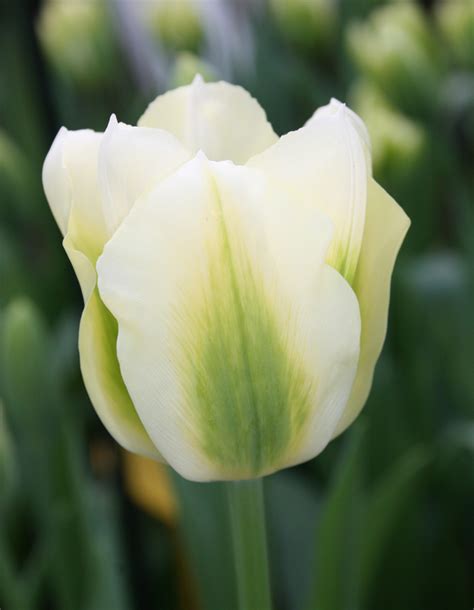 Tulip Series: Novelty Tulips - Bulb Blog | Gardening Tips and Tricks ...