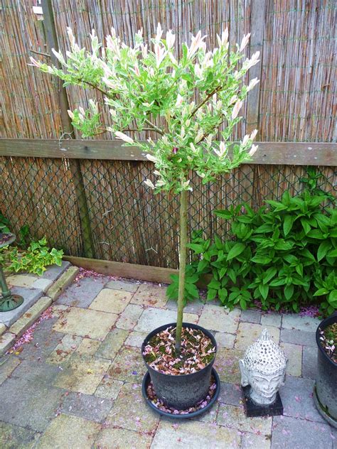 SundayAtHome: Pink Willow Tree