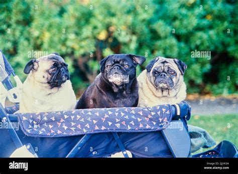 Three pug dogs and a baby carriage Stock Photo - Alamy