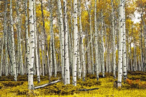 Birch Tree Forest, Tree Panorama, Birch Trees, White Birch, Birch Wall ...