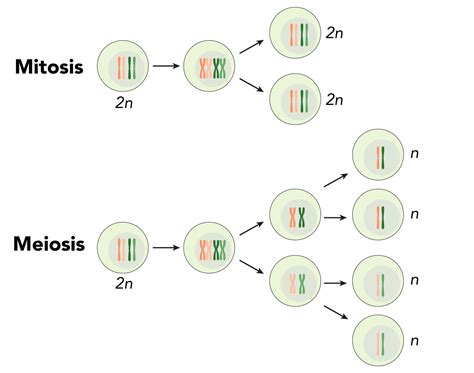 Mitosis Vs Meiosis Diagram