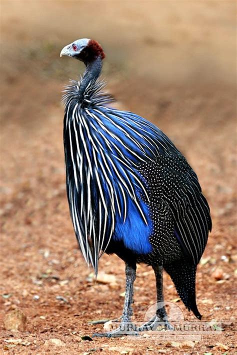 Murray McMurray Hatchery - Vulturine Guinea Fowl