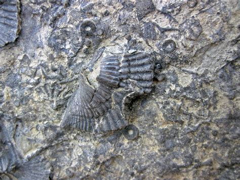 Fossiliferous limestone (Leitchfield Formation, Upper Miss… | Flickr