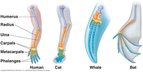 homologous structures evidence of evolution | Evolution, Vertebrates ...