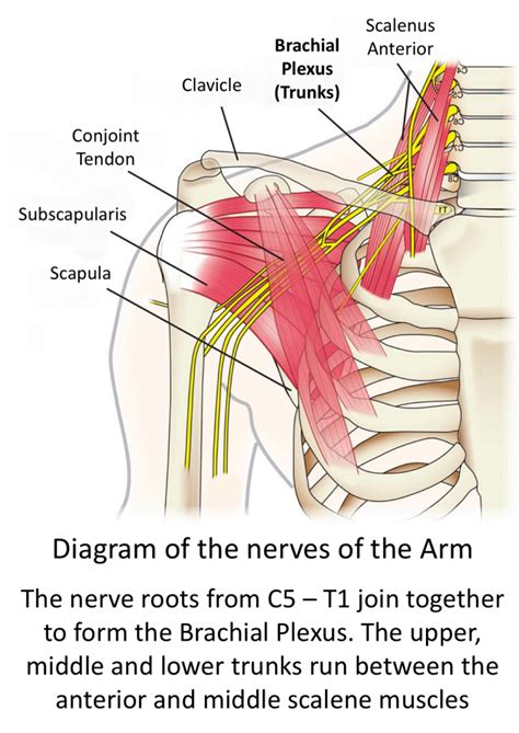 Fig 2. Brachial Plexus – Cambridge Shoulder