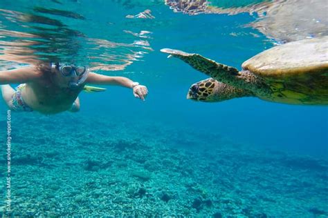 Snorkeling Seychelles | A Guide to the Best Spots | Snorkeling Report