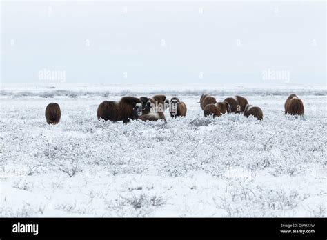 Musk Ox Ovibus moschatus grazing herd on tundra near Prudhoe Bay ...