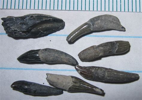 Mammal Tooth for ID - Fossil ID - The Fossil Forum