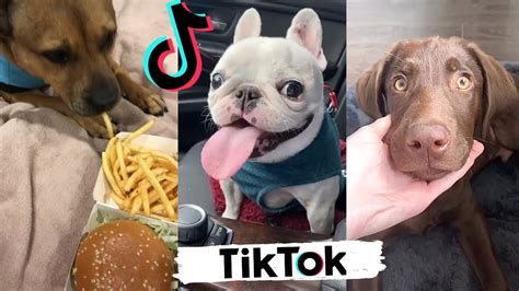 TikToks That Make You Laugh ~ Funny DOGS of TIK TOK ~ Cutest Puppies ...