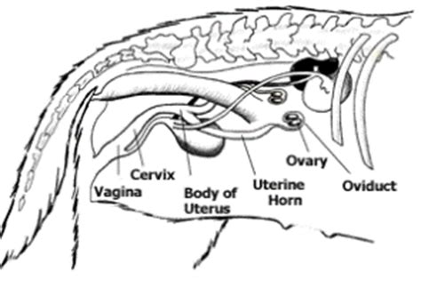 Female Dog Reproductive System - Pets Cute and Docile