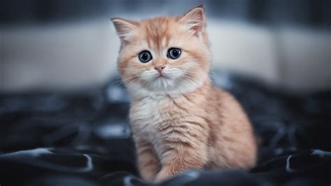 1600x900 Cute Kitten 4k Wallpaper,1600x900 Resolution HD 4k Wallpapers ...