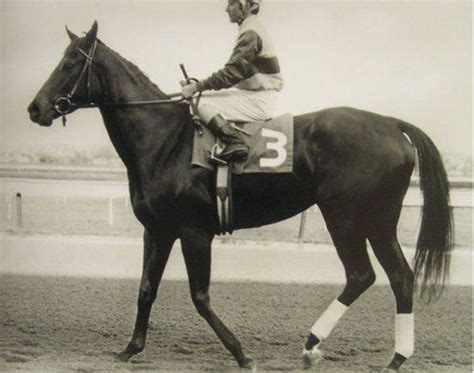 Ruffian on the track. | Thoroughbred horse racing, Show horses, Thoroughbred horse