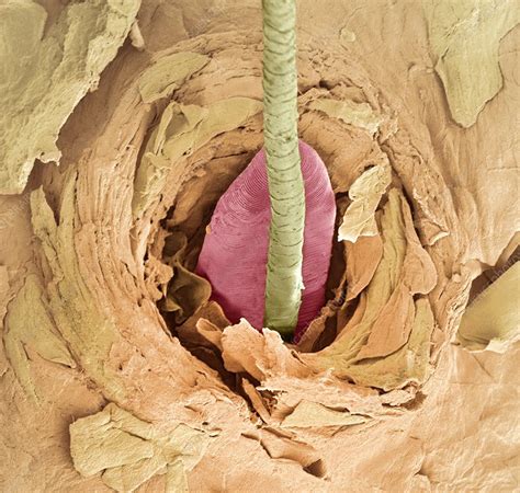 Eyelash mite tail, SEM - Stock Image C004/6495 - Science Photo Library