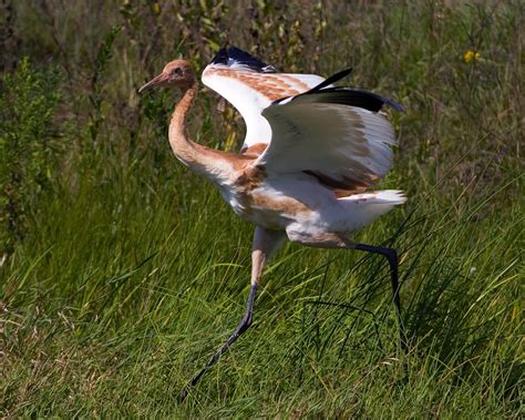 Whooping Crane | Audubon Field Guide