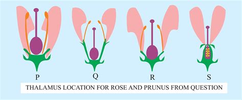 Thalamus Of Flower