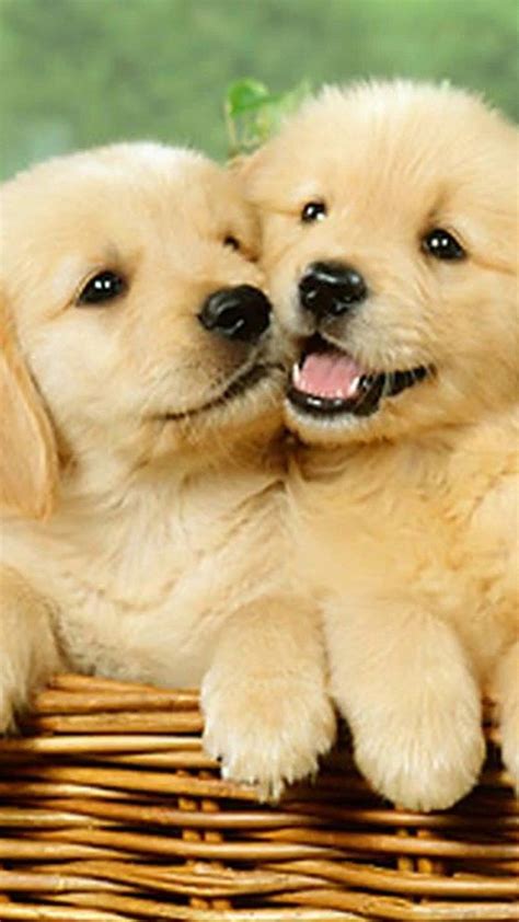 Wallpaper Cute Puppies iPhone - Best iPhone Wallpaper Cute Puppy Names ...