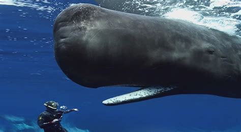 Sperm Whale Dive – Telegraph