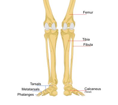 Tibial Anatomy