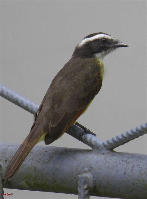 SURINAME: VOGELS in de TUIN